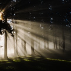 Live In The Light