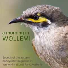 A Morning in Wollemi - Sounds of the Autumn Honeyeater Migration
