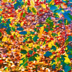 Songs About You (2014 Live)