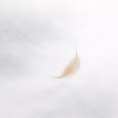 4. Nhất Diệp Lạc