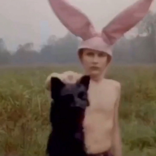 damn you rabbit
