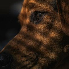 Seul (All I Have To Do Is Dream)