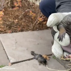 AAAC Wildlife Removal of Texas Gulf Coast - Removal Of Squirrels In Attic TX Gulf Coast