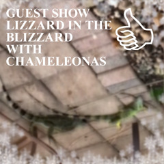 GUEST SHOW LIZZARD IN THE BLIZZARD WITH CHAMELEONAS