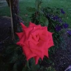 Roses pt.2