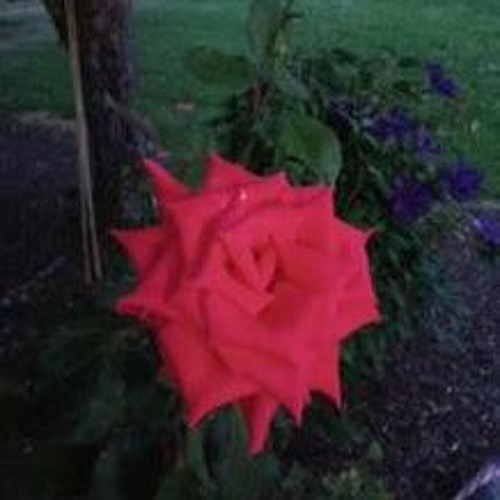 Roses pt.4