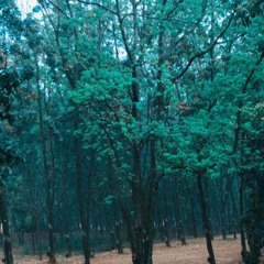 No Quintal de Casa