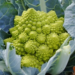 Hummus Based Lifeforms 10:00 - 11:00 AM mix