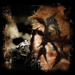 Insula