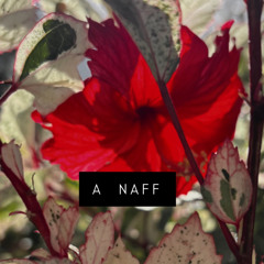 LA thims, Spangky- A naff