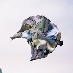 down the pigeon hole @ renate