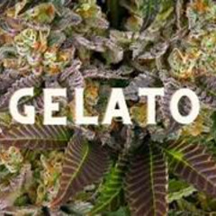 Gelato