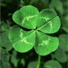 Clover