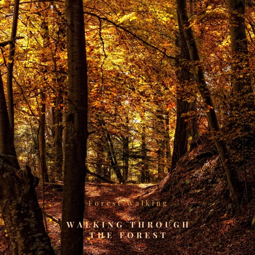 Stream Tracing the Paths in the Woods by Walking through the Forest