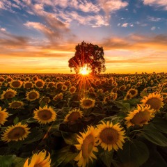 Sunflower - Rex Orange County (Cover)