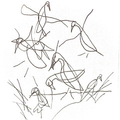 Bird Scene