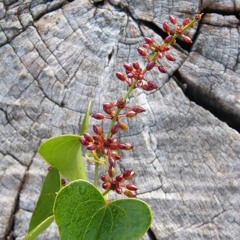 Sarsaparilla