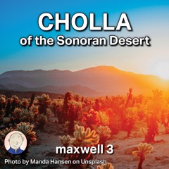 Cholla of the Sonoran Desert