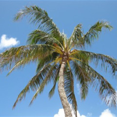 Palm Sunday