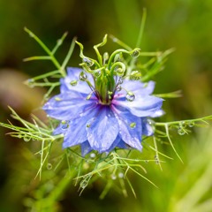 Nature Lives In A Crack In A Sidewalk