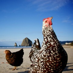 Alarm Ringtone - Summer Chicken Anthem (FREE DL)