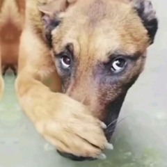 Ai Kia Đã Ra Đi Để Lại Mình Anh Vỡ Nát