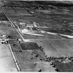 The Disquiet of Trees