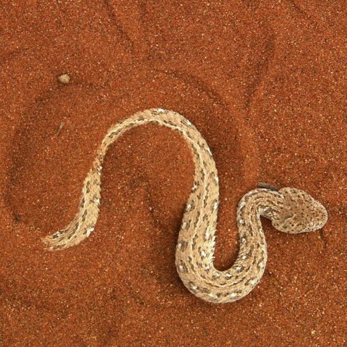 Sidewinder