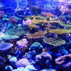Aquarium(DOON)