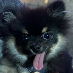 어린 탄이가 탄탄해지는 방탄성탄절셋!
