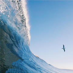 Sailing The Worldly Winds (The Dharma Toolkit Daily, Episode 8)