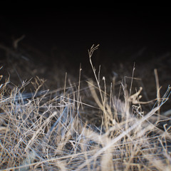 Tabantha Tundra