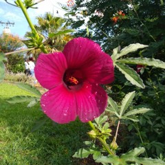 06.12.2022 - Livro BOA NOVA - Lição FIDELIDADE A DEUS (2)