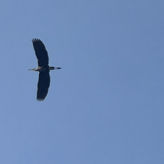 Catcher (Prod. Sheepy)