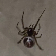 jackal man prod. launchextra