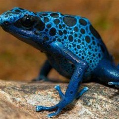 SPACESHIP FROG