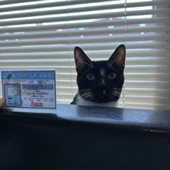 Whatsnewpussycat - Soft and Compressed