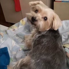 Mancho