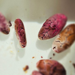 seed dreaming 01 // dormancy — sprouting