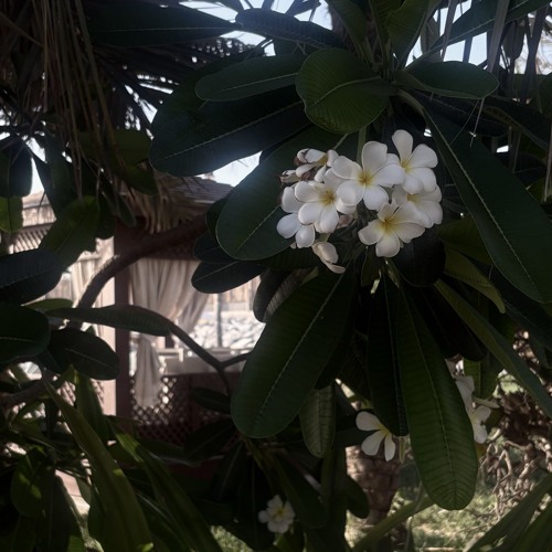 Bel Leil - Nour Helou