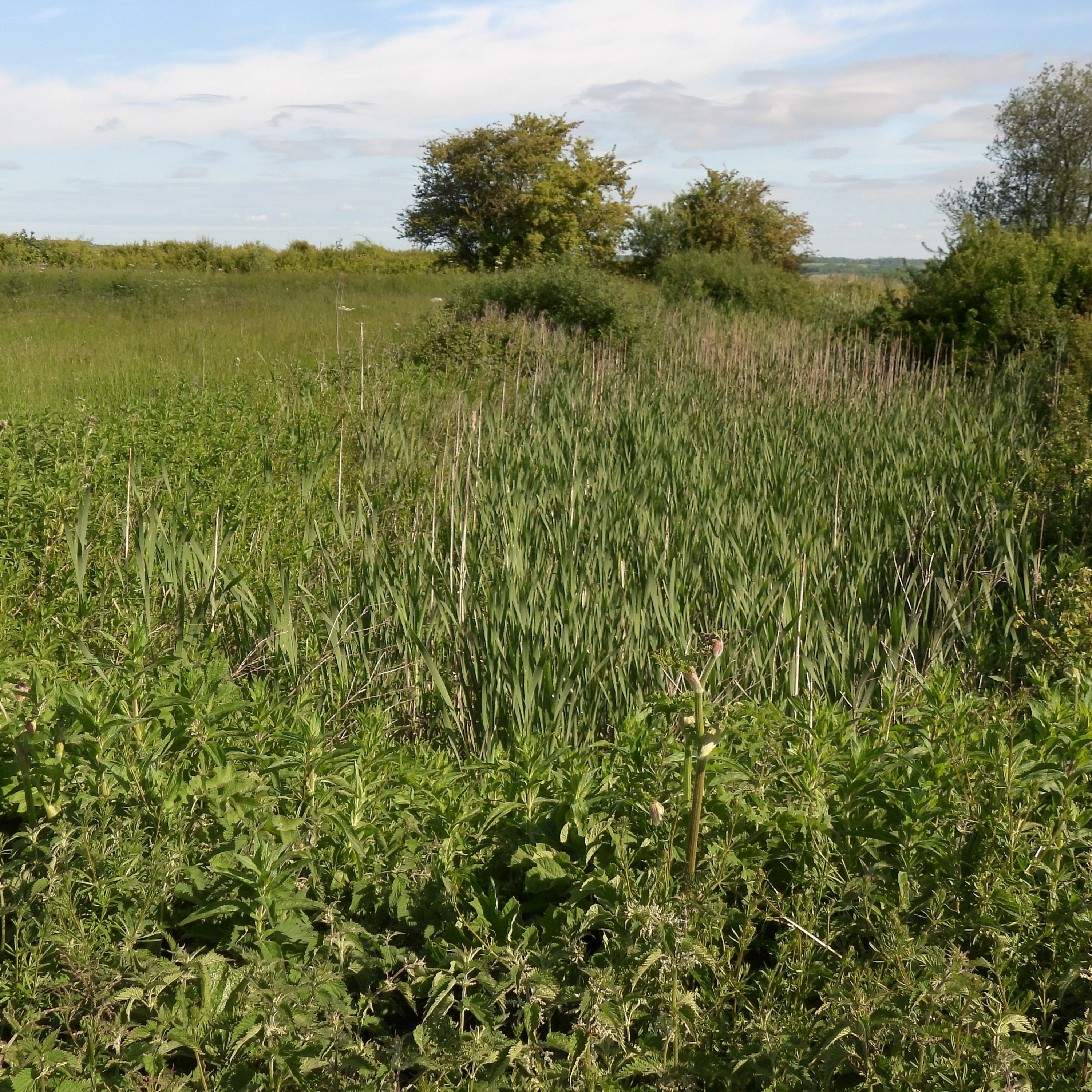 2023 STRAIGHT FROM THE FIELDS 14 - ADAPTABLE FARMLAND BIRDS WITH A TOUCH OF INTERVENTION.WAV episode artwork