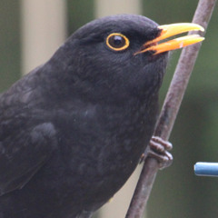 To Sing Like the Blackbird