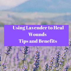 Using Lavender to Heal Wounds - Tips and Benefits