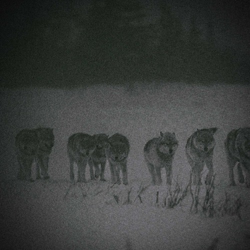 MARV - WOLVES GONNA BRING US BACK TOGETHER