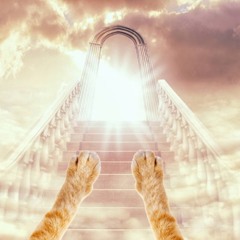 to the sky (tainiykick)