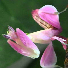 Vieira Mantis Mix 02 (Electric Hawk Harmony Set)