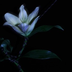 VVD WNDWS - Virus Obsession