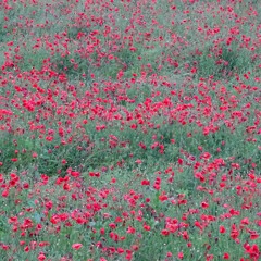 poppies, anyway ..