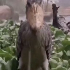 BXSTVRE - CHOKE THE CHICKEN