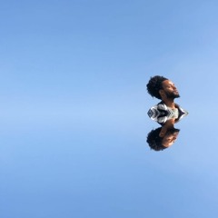 Hollywood Hogan Freestyle